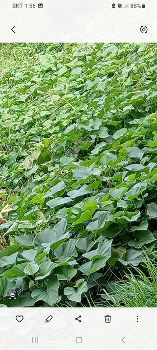 블루베리19383님의 가을 농장 자랑해주세요🧑‍🌾 · 참여글 작성글 사진