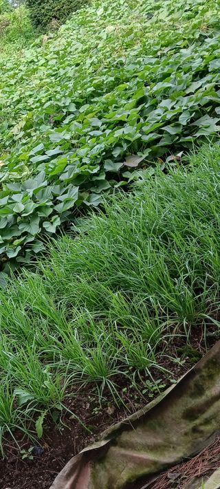 블루베리19383님의 가을 농장 자랑해주세요🧑‍🌾 · 참여글 작성글 사진