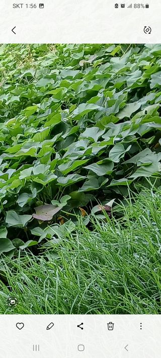 블루베리19383님의 가을 농장 자랑해주세요🧑‍🌾 · 참여글 작성글 사진