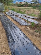 팜모닝 마늘·영농일지 게시글 이미지