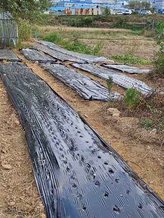 장문업 님의 마늘 · 영농일지 작성글 사진