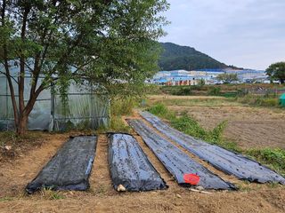 장문업 님의 마늘 · 영농일지 작성글 사진