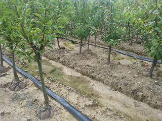 일심묘목농원님의 기타작물 · 자유게시판 작성글 사진