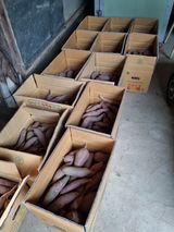 팜모닝 고구마·영농일지 게시글 이미지