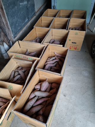 어라님의 고구마 · 영농일지 작성글 사진