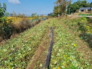 어라님의 고구마 · 영농일지 작성글 사진