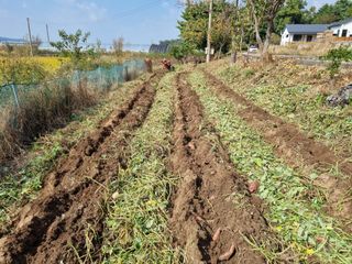 어라님의 고구마 · 영농일지 작성글 사진