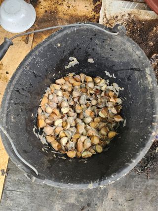 김영준님의 가을 농장 자랑해주세요🧑‍🌾 · 참여글 작성글 사진