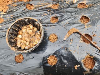 김영준님의 가을 농장 자랑해주세요🧑‍🌾 · 참여글 작성글 사진