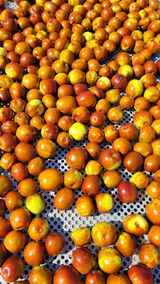 팜모닝 기타작물·영농일지 게시글 이미지