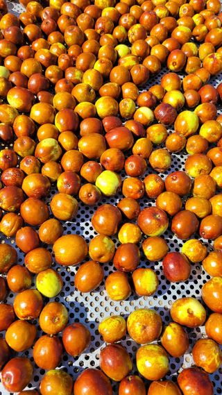 강성태 님의 기타작물 · 영농일지 작성글 사진