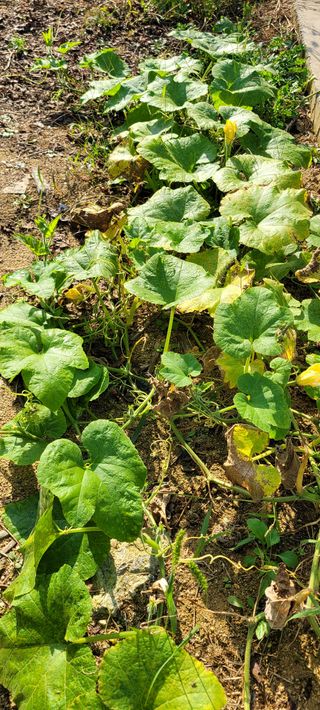 살구15128님의 호박 · 영농일지 작성글 사진