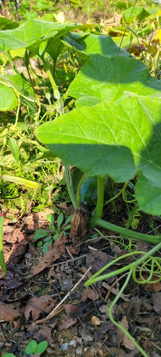 살구15128님의 호박 · 영농일지 작성글 사진