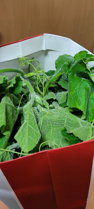 살구15128님의 호박 · 영농일지 작성글 사진