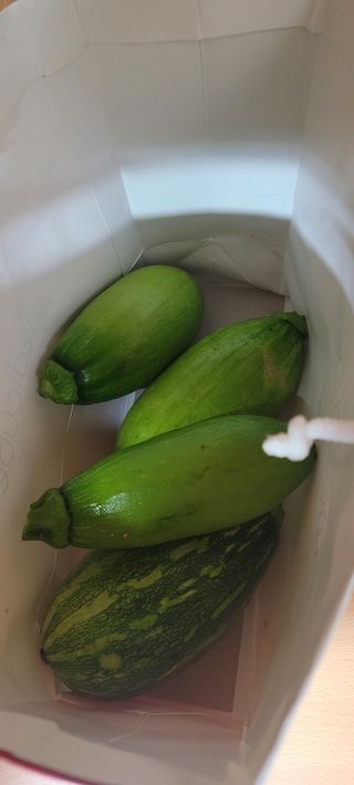 살구15128님의 호박 · 영농일지 작성글 사진