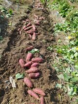 팜모닝 고구마·자유게시판 게시글 이미지