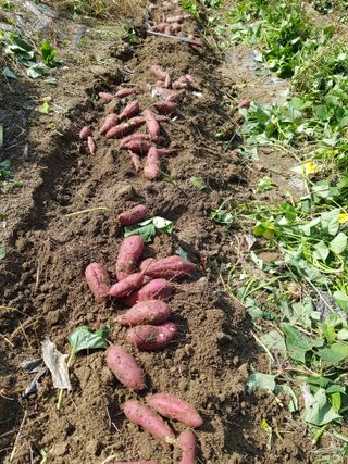 당근한개님의 고구마 · 자유게시판 작성글 사진