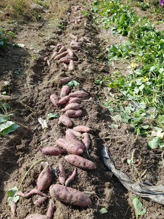 당근한개님의 고구마 · 자유게시판 작성글 사진