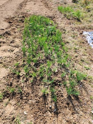 도깨비윤샘 님의 파 · 영농일지 작성글 사진