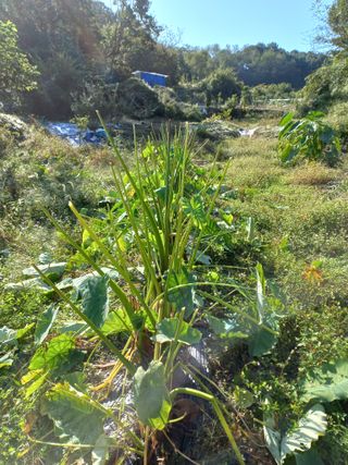 성낙신 님의 가을 농장 자랑해주세요🧑‍🌾 · 참여글 작성글 사진