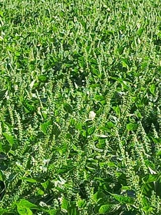 이귀순님의 가을 농장 자랑해주세요🧑‍🌾 · 참여글 작성글 사진