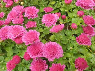 노경자님의 가을 농장 자랑해주세요🧑‍🌾 · 참여글 작성글 사진