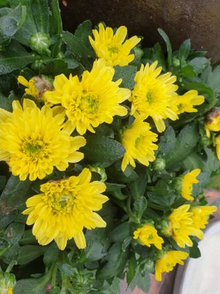 노경자님의 가을 농장 자랑해주세요🧑‍🌾 · 참여글 작성글 사진