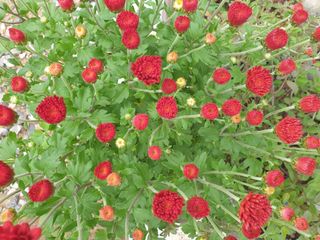 노경자님의 가을 농장 자랑해주세요🧑‍🌾 · 참여글 작성글 사진