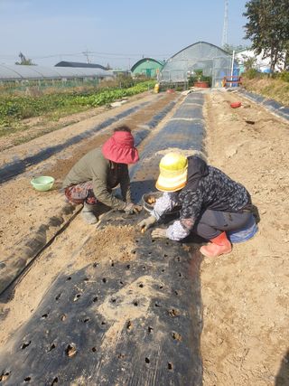 노경자님의 가을 농장 자랑해주세요🧑‍🌾 · 참여글 작성글 사진