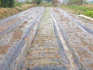 노경자님의 가을 농장 자랑해주세요🧑‍🌾 · 참여글 작성글 사진