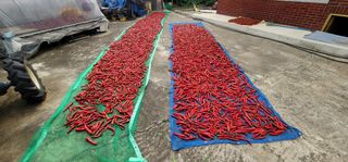 윤병주님의 고추 · 병해충상담 작성글 사진