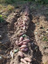 팜모닝 가을 농장 자랑해주세요🧑‍🌾·참여글 게시글 이미지