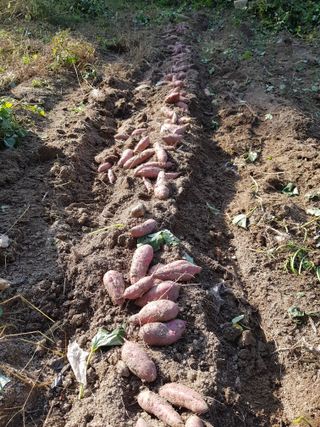 당근한개님의 가을 농장 자랑해주세요🧑‍🌾 · 참여글 작성글 사진
