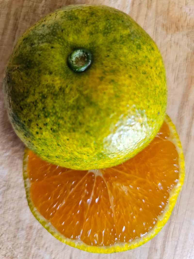 변창신님의 장터 판매 상품 [감귤 ] 첨부 사진