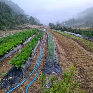 늘항상한결님의 가을 농장 자랑해주세요🧑‍🌾 · 참여글 작성글 사진