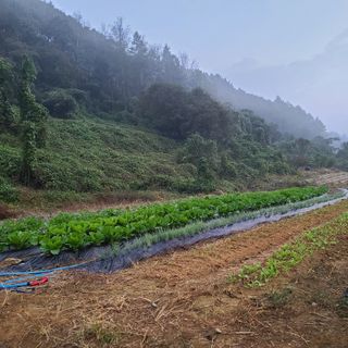 늘항상한결님의 가을 농장 자랑해주세요🧑‍🌾 · 참여글 작성글 사진