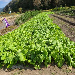 knlee2222님의 가을 농장 자랑해주세요🧑‍🌾 · 참여글 작성글 사진