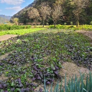 knlee2222님의 가을 농장 자랑해주세요🧑‍🌾 · 참여글 작성글 사진