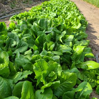 knlee2222님의 가을 농장 자랑해주세요🧑‍🌾 · 참여글 작성글 사진