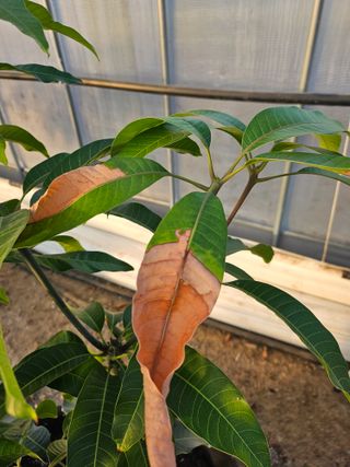 다디단 망고 농장님의 기타작물 · 병해충상담 작성글 사진