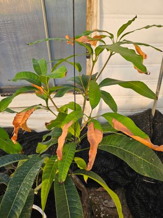 다디단 망고 농장님의 기타작물 · 병해충상담 작성글 사진