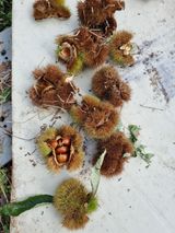 팜모닝 가을 농장 자랑해주세요🧑‍🌾·참여글 게시글 이미지