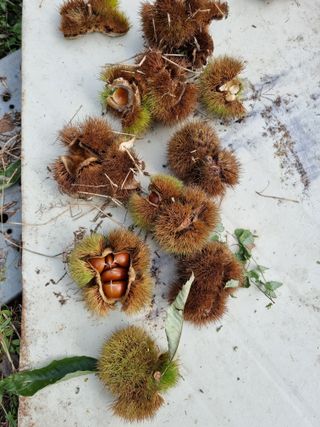 박병철님의 가을 농장 자랑해주세요🧑‍🌾 · 참여글 작성글 사진