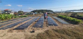 전성숙 님의 마늘 · 영농일지 작성글 사진