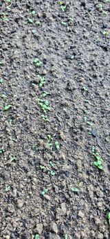 팜모닝 블루베리·영농일지 게시글 이미지