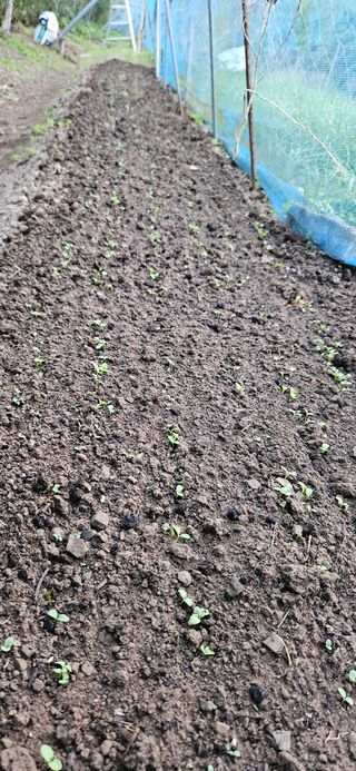 대봉농원 이경화님의 블루베리 · 영농일지 작성글 사진