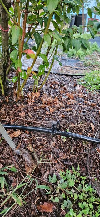 대봉농원 이경화님의 블루베리 · 영농일지 작성글 사진