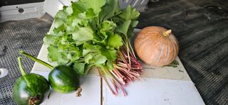 대봉농원 이경화님의 블루베리 · 영농일지 작성글 사진