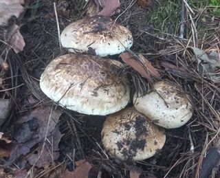 무진장UDT님의 자유주제 · 자유게시판 작성글 사진