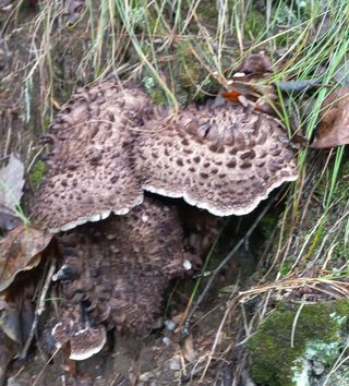 무진장UDT님의 자유주제 · 자유게시판 작성글 사진